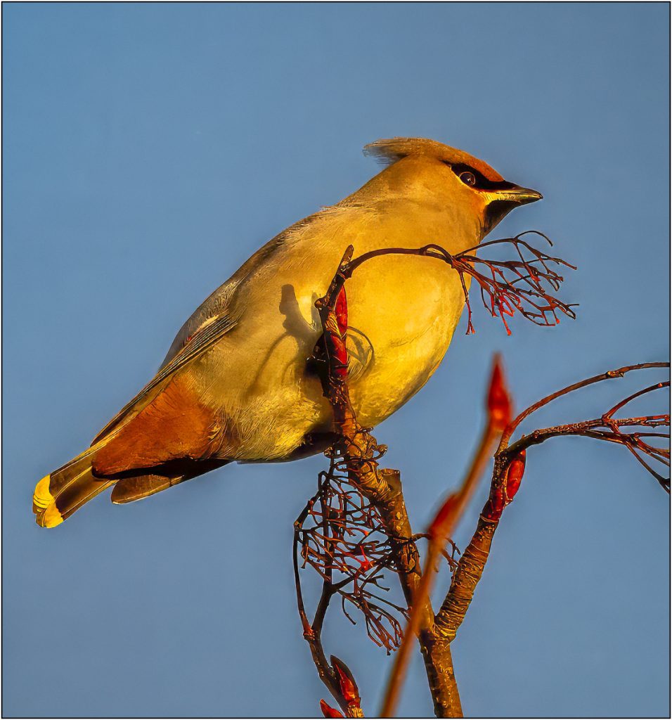Waxwing by Dave Russell