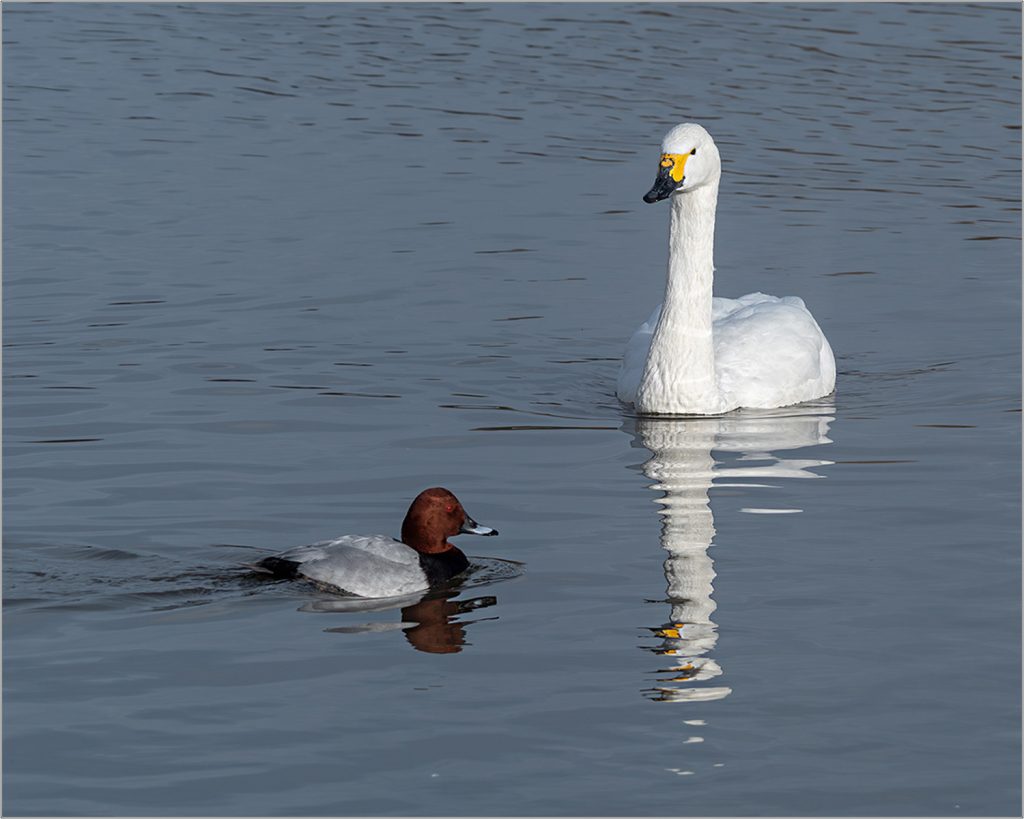 Winter Visitors by Steve Willcocks