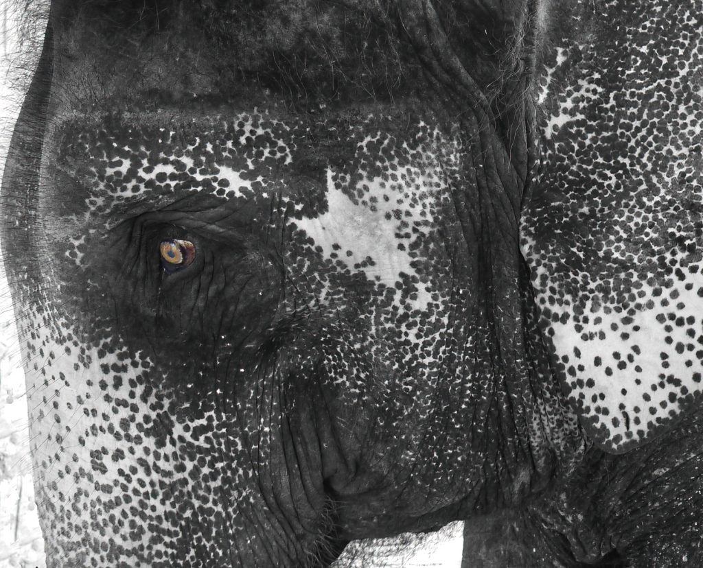 Wise old eye by Tim Stephens