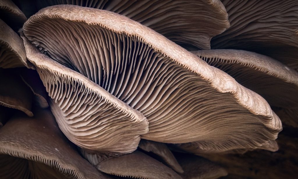 Funky fungi by Jane Saunders