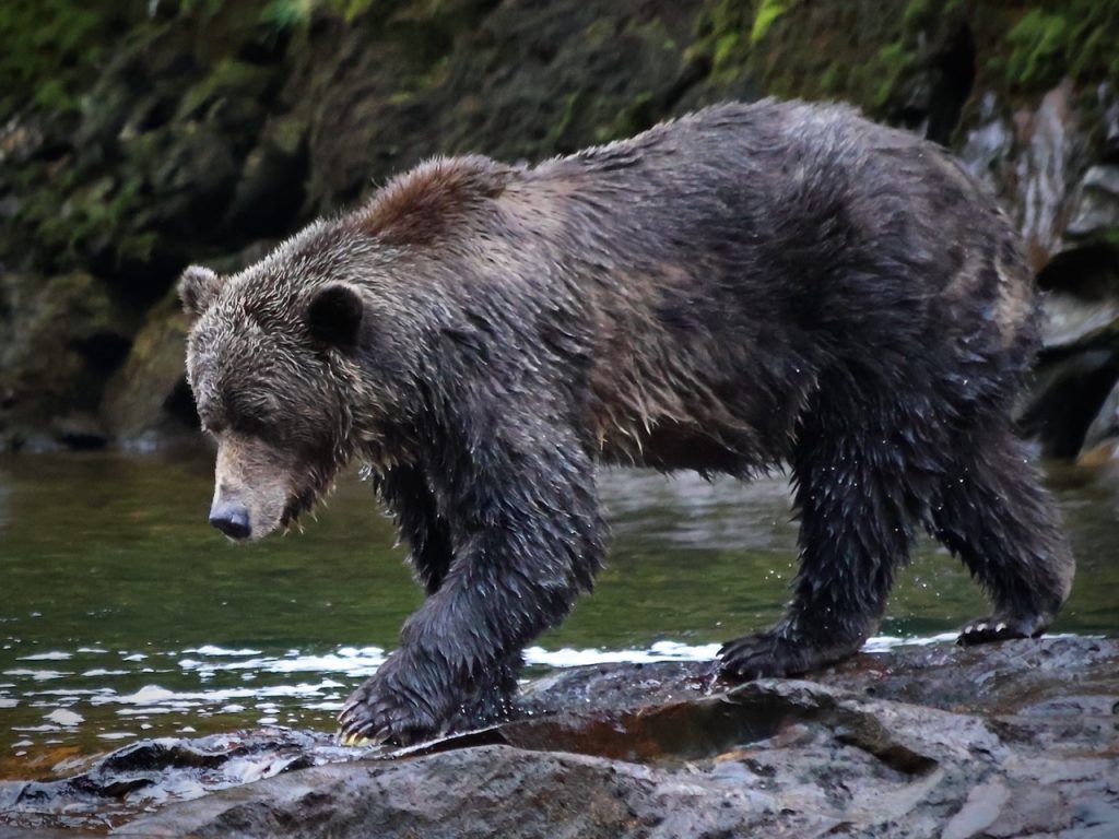 Treading carefully by Sharon Stevenson