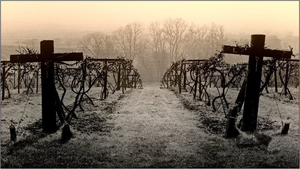 Vinyard morning by Trevor Waller