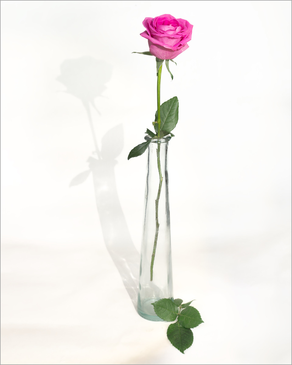 Niall ._Single bloom