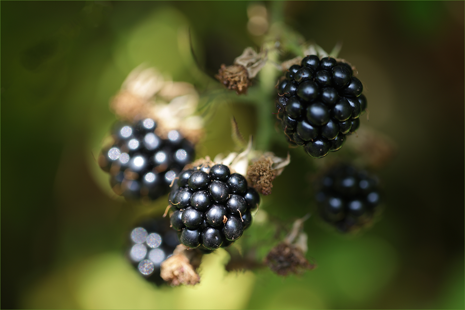 _Berry shallow DOF_David Barton