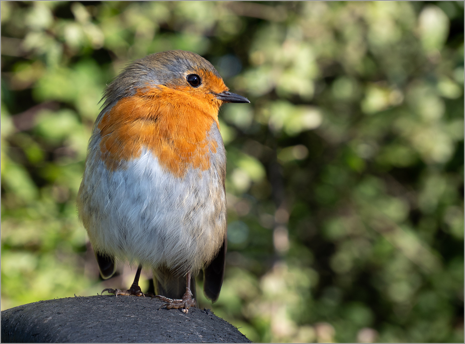 _Cheeky Chappie_Stephen Willcocks