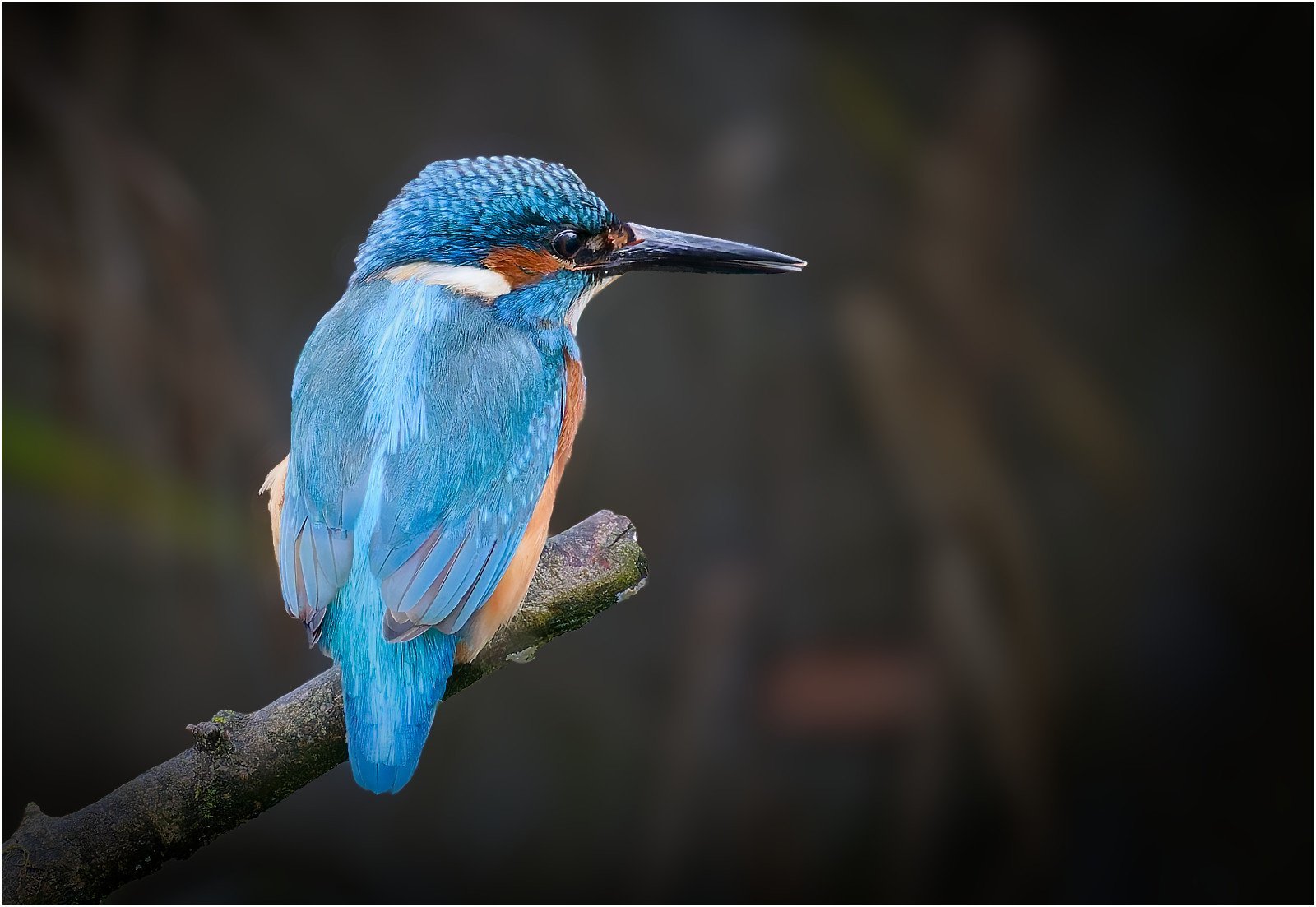 _Eurasian Kingfisher on a stick_Jeff Howe