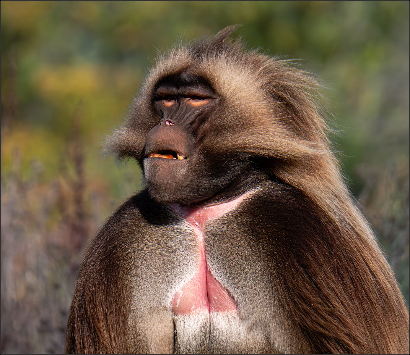 _Gelada_Stephen Willcocks