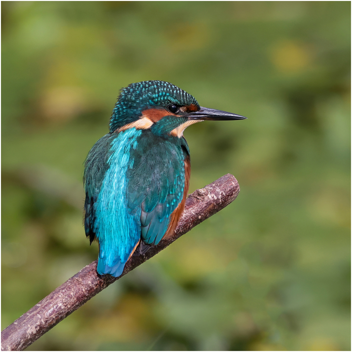 _Kingfisher Pose_David Barton