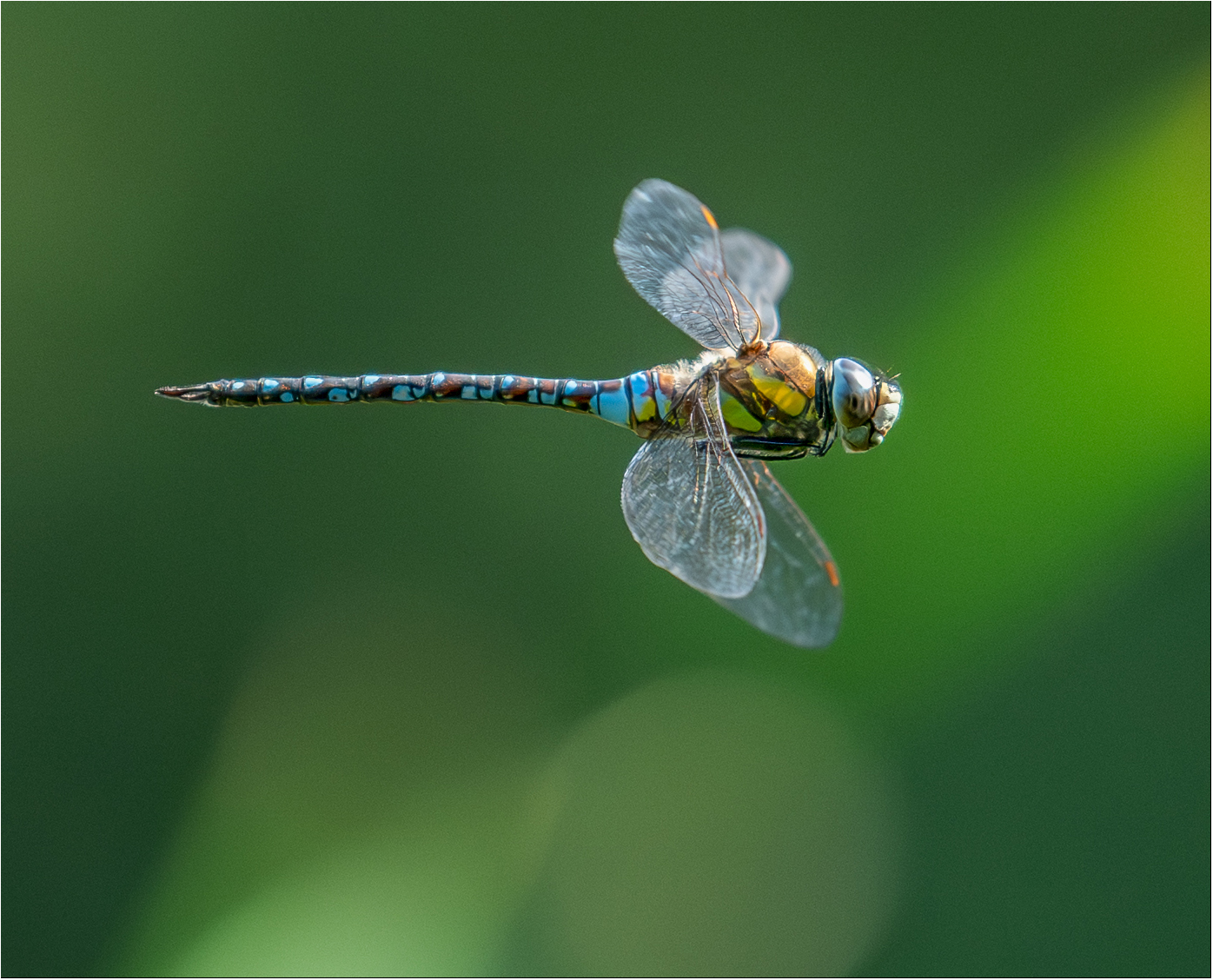 _Migrant Hawker_Christopher Chinnick
