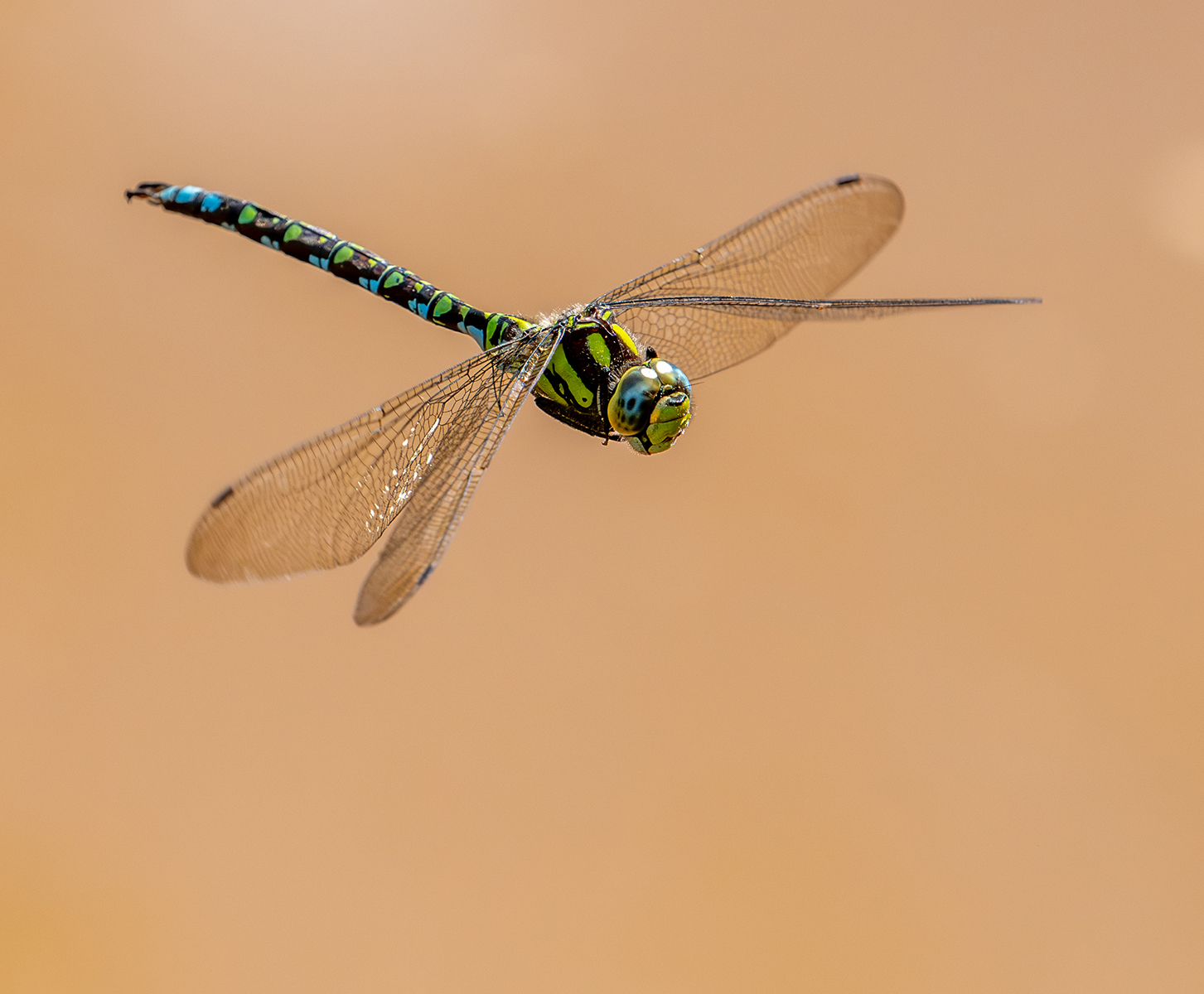 _Southern Hawker Dragonfly_Christopher Chinnick