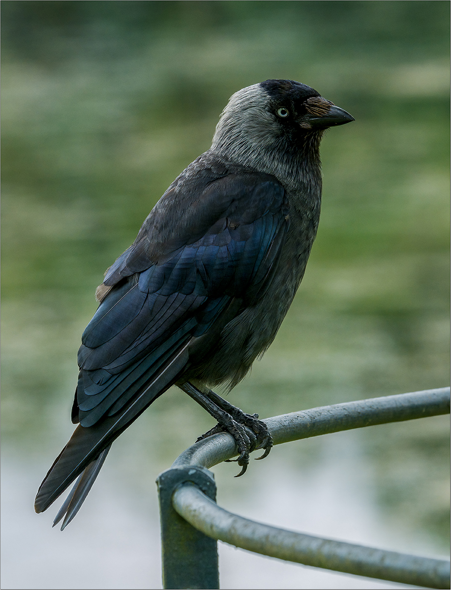 Christopher Chinnick_Jackdaw