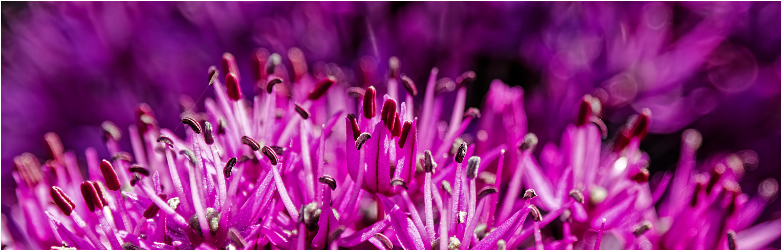 20_Purple Allium_Jeff Howe