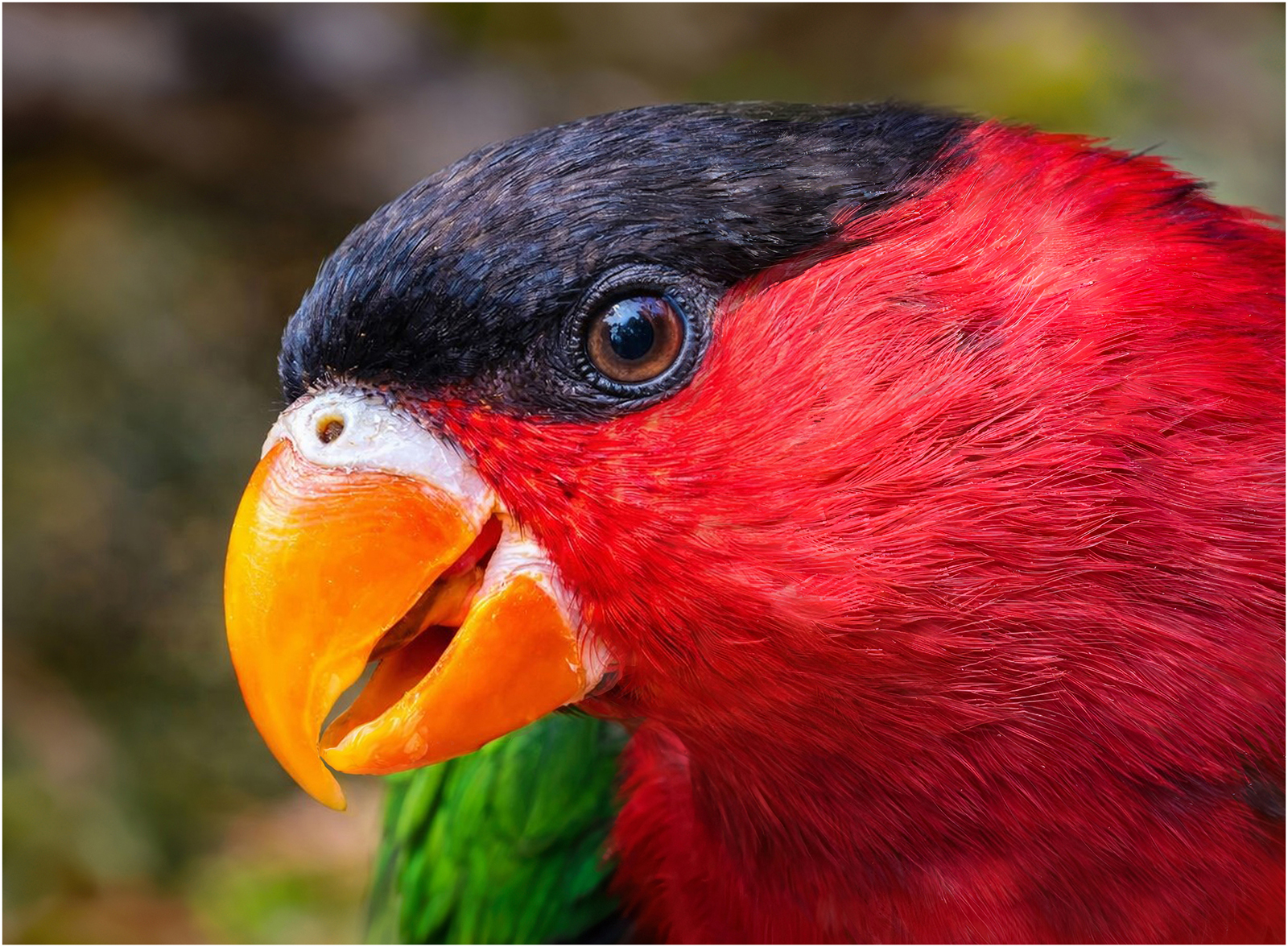20_The red Lory_David Barton